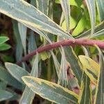 Euphorbia × martini Bark