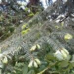 Abies religiosa Leaf