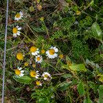 Tripleurospermum maritimum പുഷ്പം