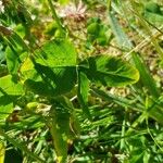 Trifolium hybridum Yaprak