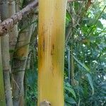 Bambusa vulgaris Кора