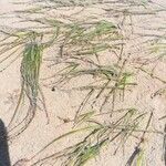 Zostera marina Folha