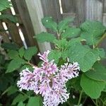 Syringa josikaea 花