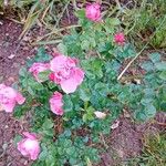 Rosa × damascena Alkat (teljes növény)