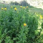 Centaurea macrocephala Blomst