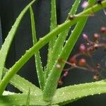 Aloe vera Folha