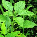 Hypericum × inodorum Leaf