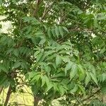 Toxicodendron succedaneum Levél