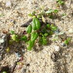 Eriogonum parvifolium Hábito