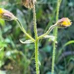 Arnica chamissonis अन्य