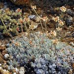 Eriogonum ovalifolium Habitus