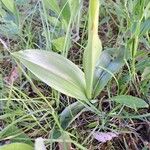 Orchis militaris Leaf