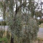 Acacia pendula Natur