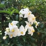 Solanum laxum Flor