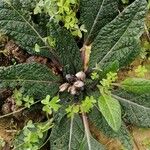 Mandragora autumnalis Leaf