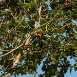 Ochrosia elliptica फल
