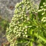 Sambucus ebulusFruit