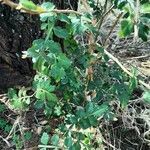 Harrisonia abyssinica Leaf