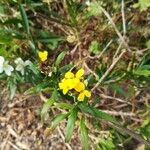 Fourraea alpina Blomma