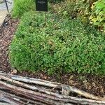 Teucrium chamaedrys Habit