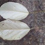 Cyrtogonone argentea Blatt