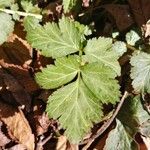 Geum canadense पत्ता