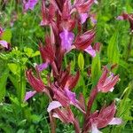 Anacamptis papilionacea Цвят