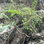 Sonchus gummifer Habit