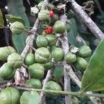 Trichilia havanensis Fruit