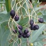 Solanum glaucophyllum Plod