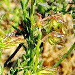 Fumana ericoides Flower