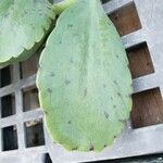 Kalanchoe marmorata List