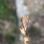 Carex divulsa Blodyn