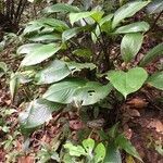 Dieffenbachia humilis Leaf