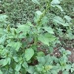 Amaranthus spinosus Blatt