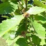 Quercus dentata Leaf