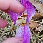 Colchicum bivonae Blodyn