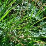 Agrostis capillaris Leaf