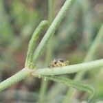Scabiosa triandra Leaf