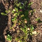 Vaccinium macrocarpon 整株植物