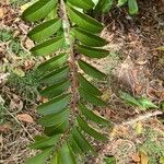 Capparis flexuosa Leaf