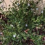 Ceanothus thyrsiflorus Habit