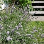 Lavandula angustifoliaFlower