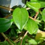 Peperomia scandens Leaf