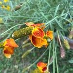 Ratibida columnifera Flower