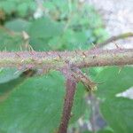 Rubus praticolor Outro