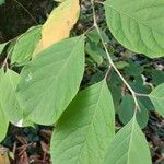 Pterostyrax corymbosus List