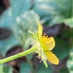 Geum urbanum Kukka