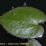 Caldesia parnassifolia Leaf