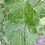 Viburnum opulus Blad